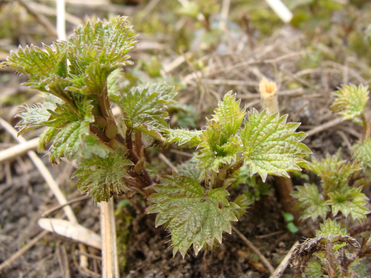 Молодая крапива перед сбором - листья ее не полностью развернулись.