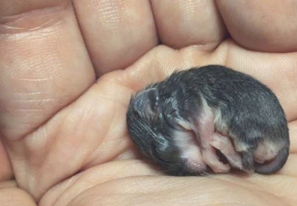 Мышонок спит, потому что замерз.