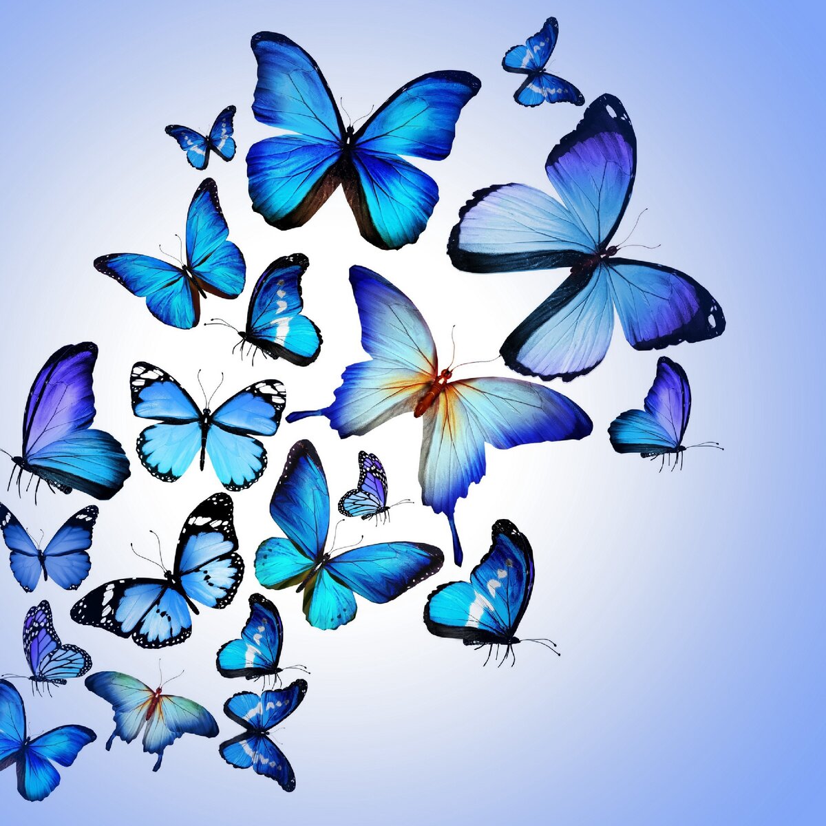   Радост души