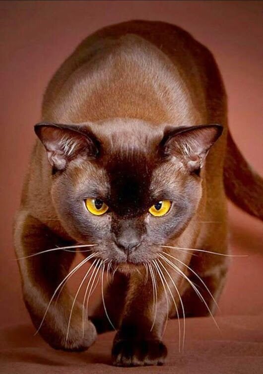 Фото, Яндекс