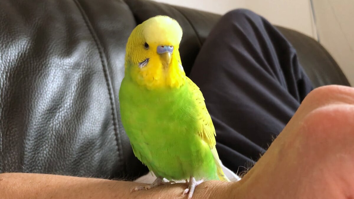 Имена для попугаев мальчиков. Попугай поющий картинки. Попугаи французы. Волнистый попугай чирикает. Смешные попугаи.