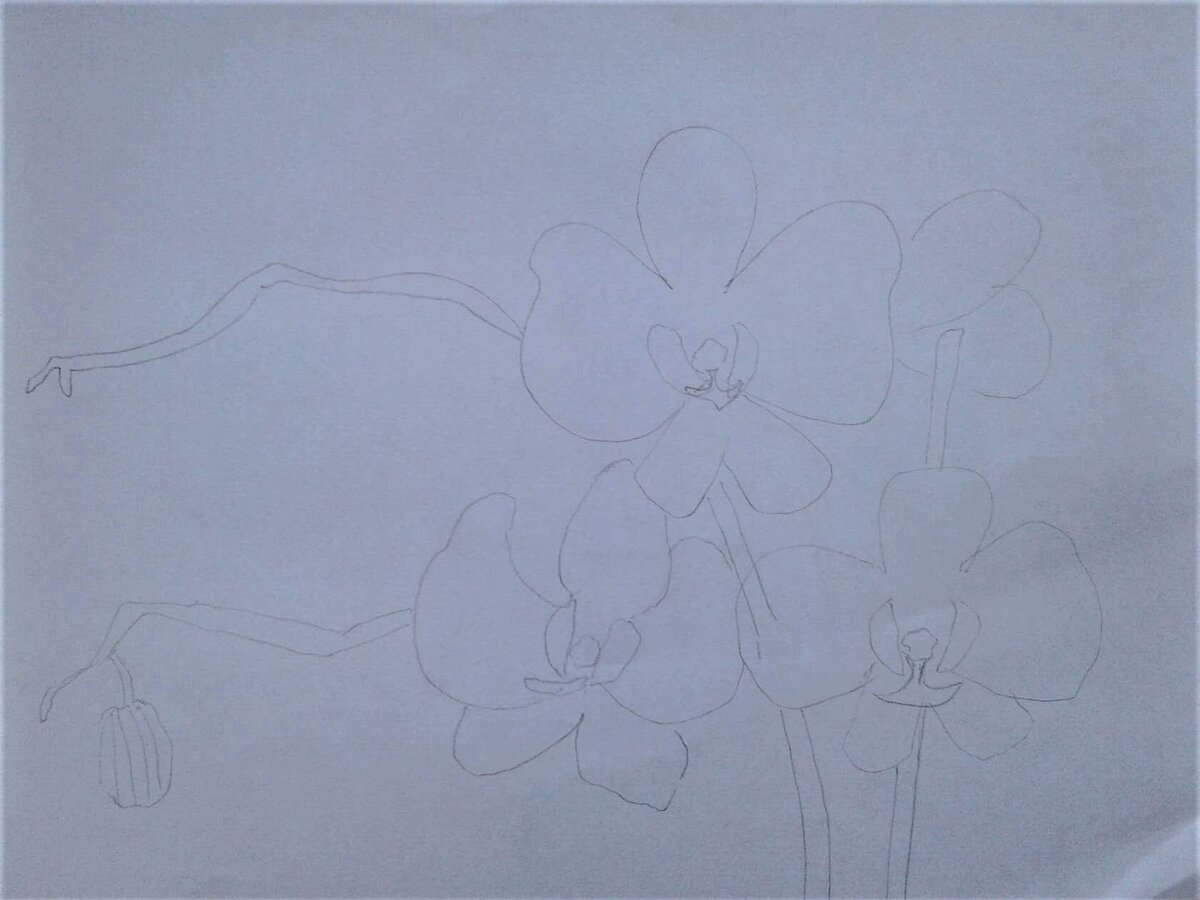 Рисование орхидей пошаговое