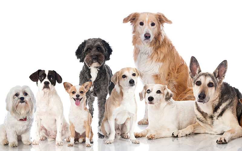 Средняя продолжительность жизни 160 пород собак | Кинолог Александр Смирнов  | Дзен