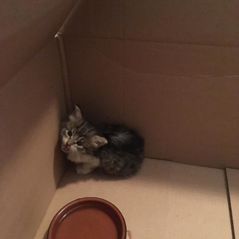 Мама принесла котенка. Маленькие котята в коробке. Котенок прячется. Котенок в коробке спрятался. Котик прячется в коробке.
