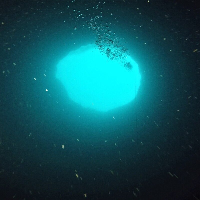 Вид снизу | Фото: AJ GONZALES/MOTE MARINE LABORATORY