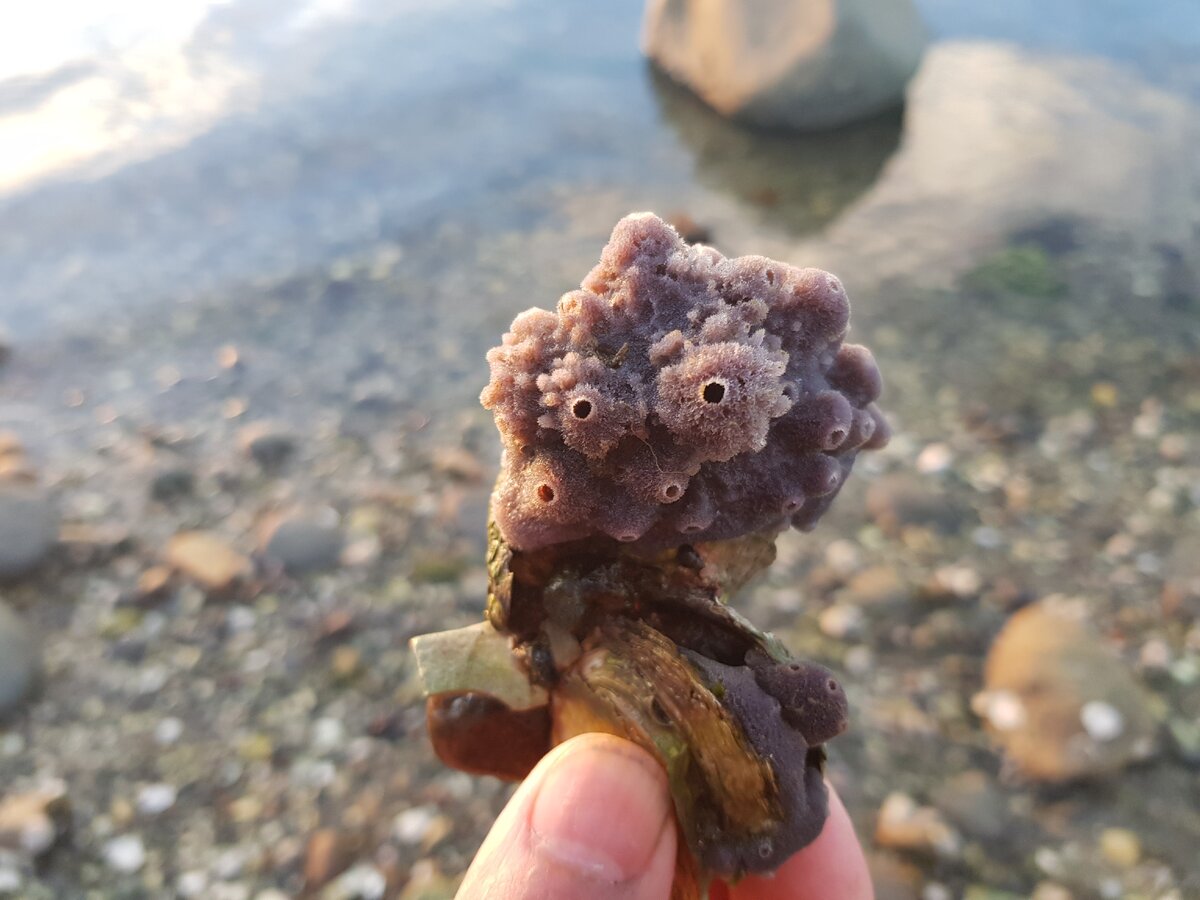 Фиолетовая губка