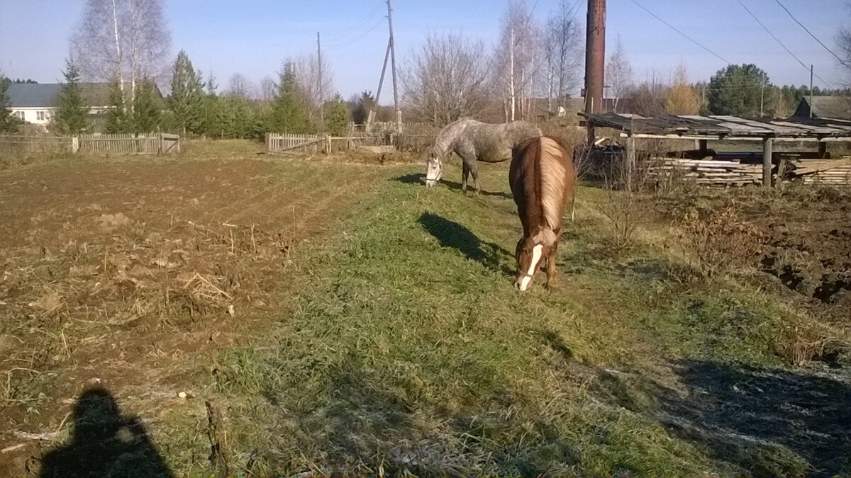 Соседские лошади забрели в огород