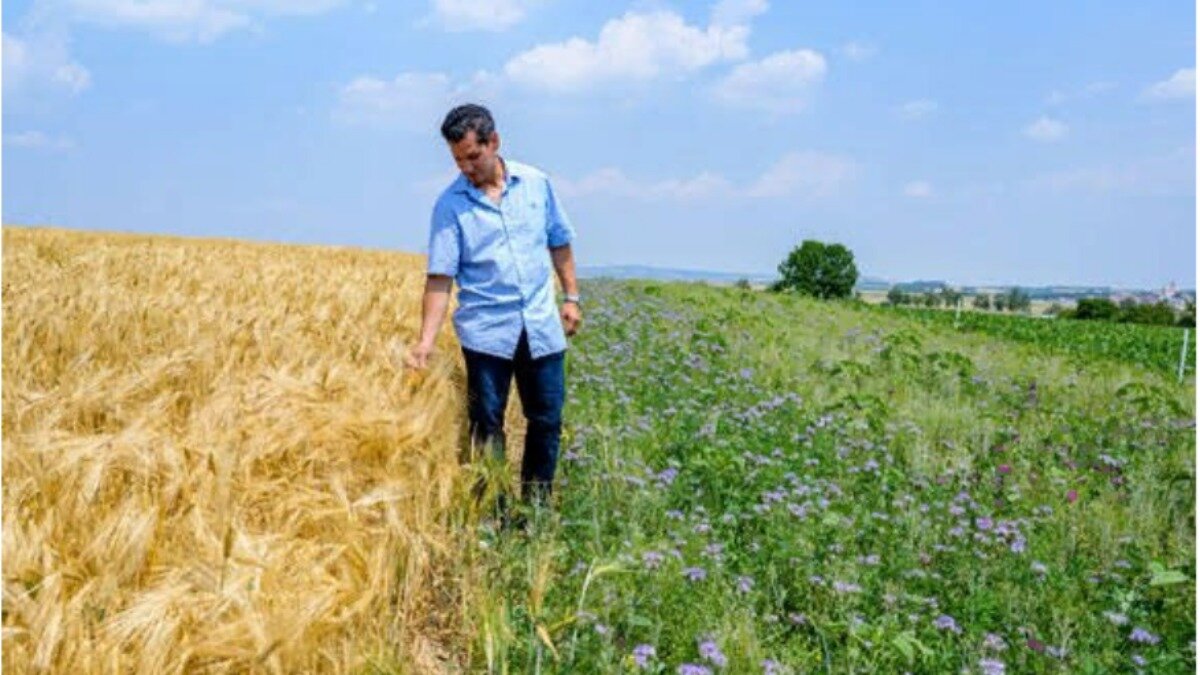 Фото:www.cropscience.bayer.com
Цветочные полосы между посевами на передовой ферме Bayer, которые являются средой обитания для насекомых, – одна из мер по обеспечению биоразнообразия в сельском хозяйстве.
