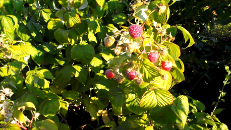 Малина Рубифол в моих условиях начала плодоносить лишь на 1/3 побега