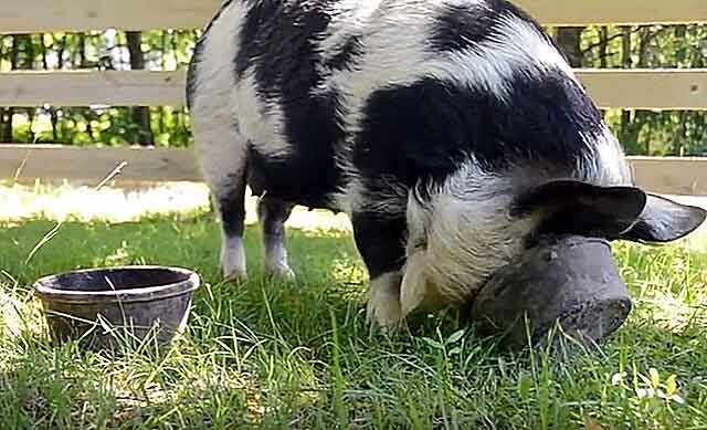На этой неделе в деревне Левковке федеральная ветслужба обнаружила останки свиней.