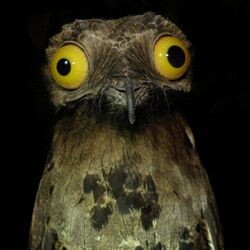 Исполинский козодой