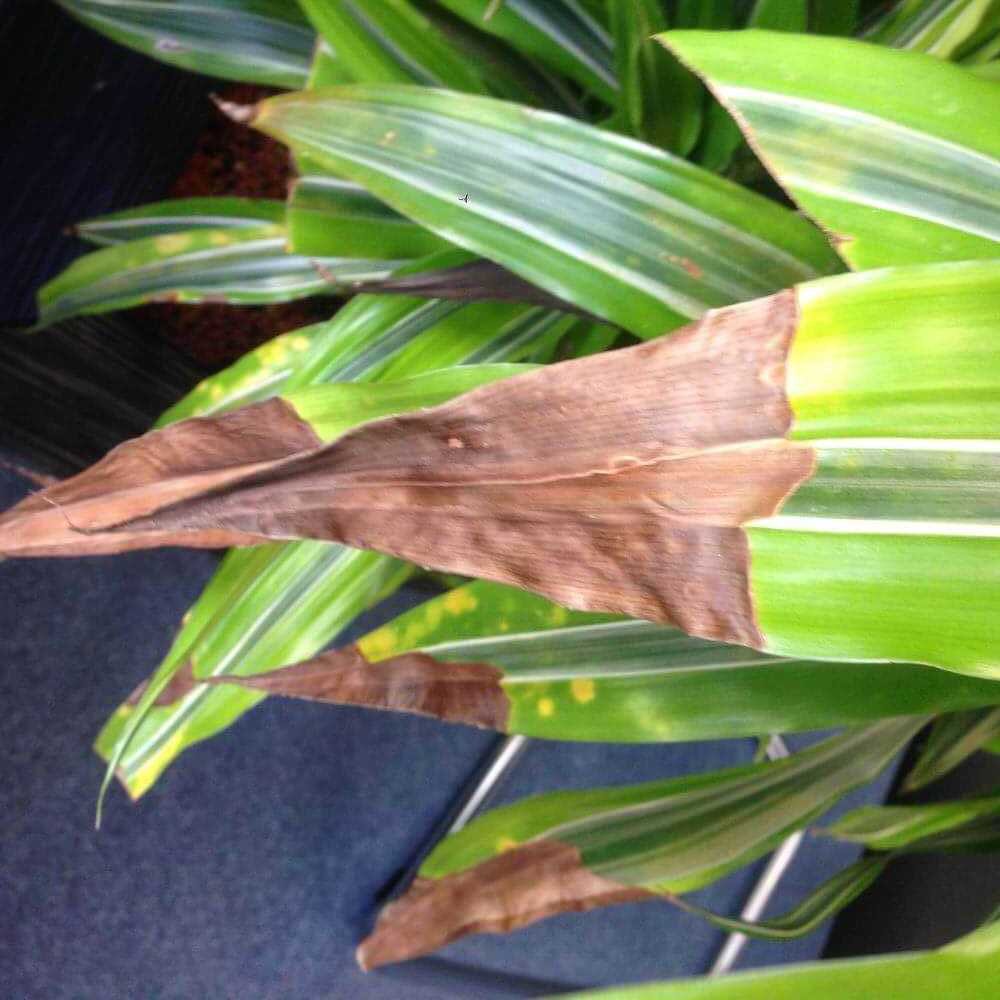 Сохнущие листья Драцены