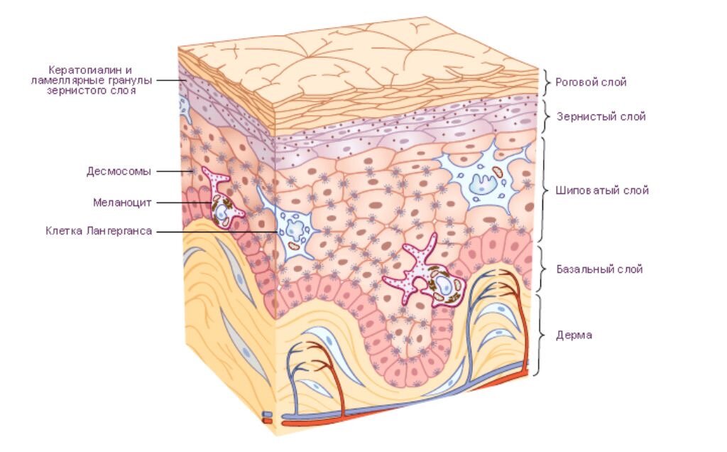Строение кожи картинка с описанием
