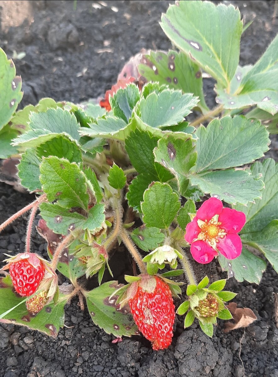 Клубника с розовыми цветочками