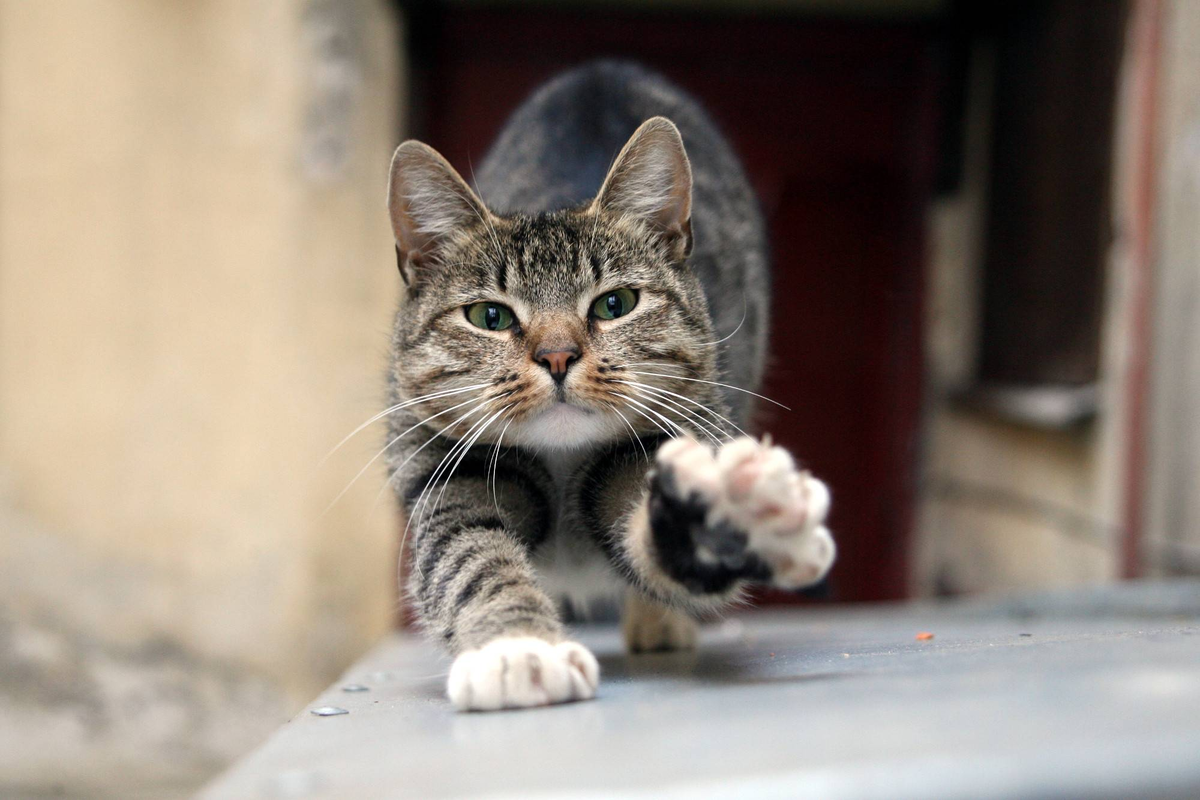 Источник фото: Яндекс