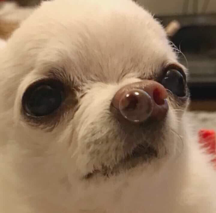 Как они посмели отменить Новый Год!???