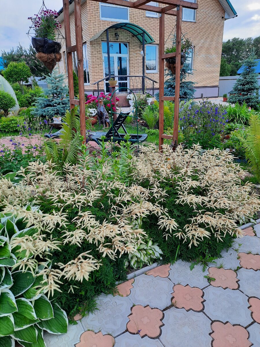 Волжанка Горацио