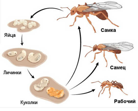 Жизненный цикл муравья