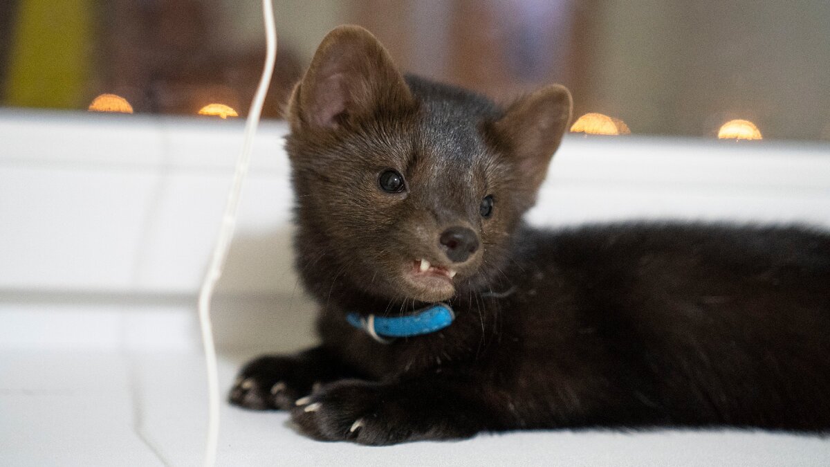 Бадди не в настроении.