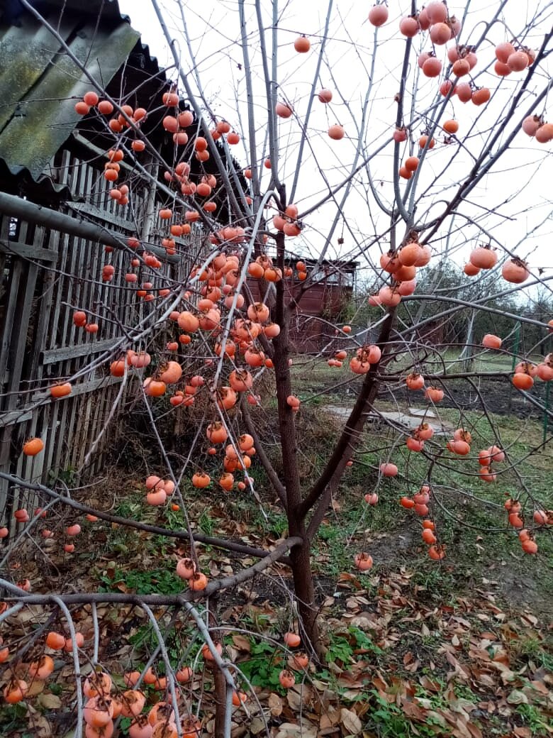 Хурма, наш опыт