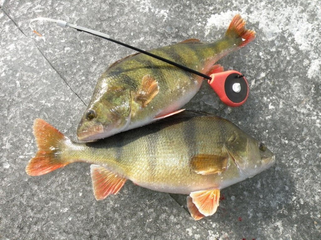 Ловля окуня на мормышки видео. Рыбалка на безмотылку в глухозимье. Рыбалка на окуня на мормышку. Безмотылка дрейссена. Безмотылка безнасадочная мормышка.