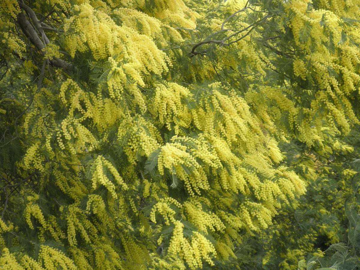 Мимоза. Автор любит жёлтый цвет. Фото автора.