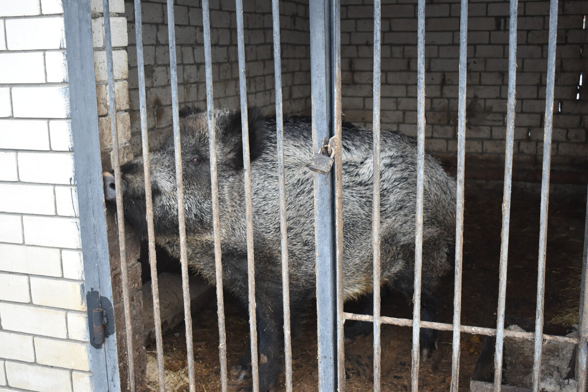 Надеюсь, этот Борька уже год как бегает близ хвалынских лесов, такая клетушка, явно не для него!