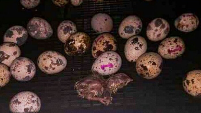 Россиянин рождает перепелов из покупок в Ашане