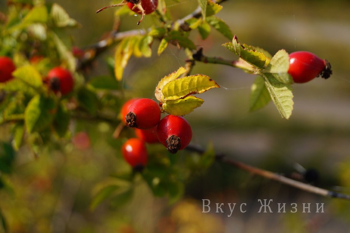 Балтийская коса. Янтарь и поющий песок.