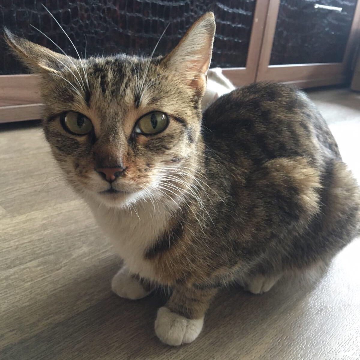 Листайте галерею ➡️  кошачья семья в полном составе на передержке