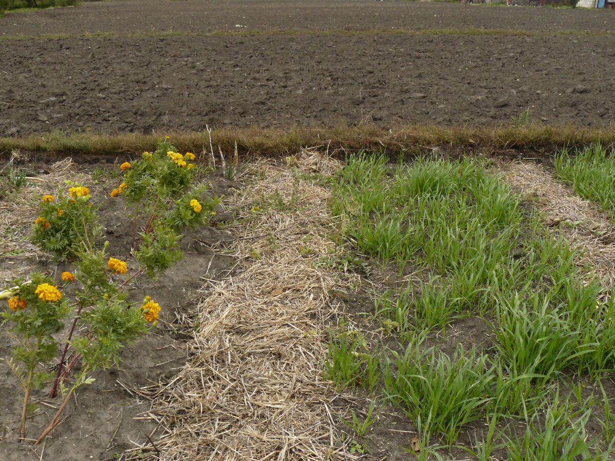 Осень. На переднем плане мой огород, дальше - соседский.