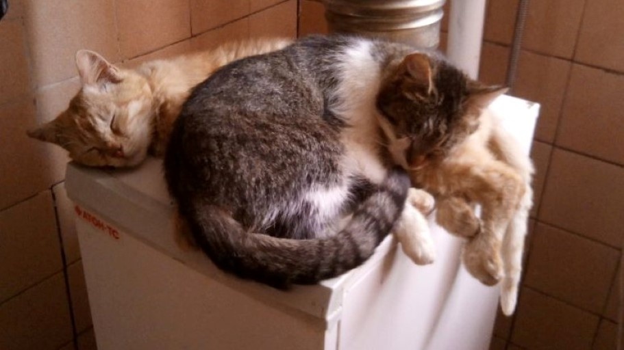 Рыжик, на нем Муська