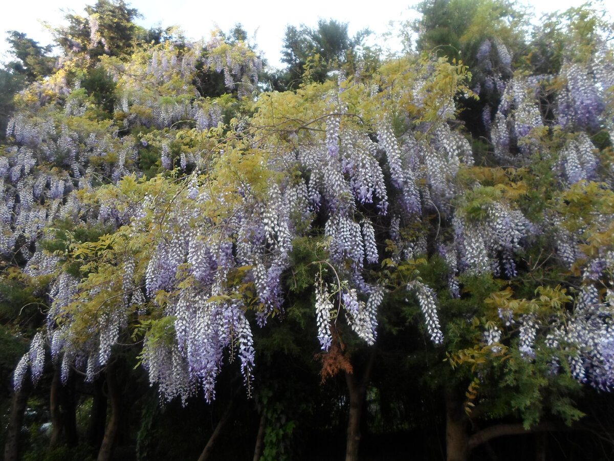 Цветет  красавица-убийца.