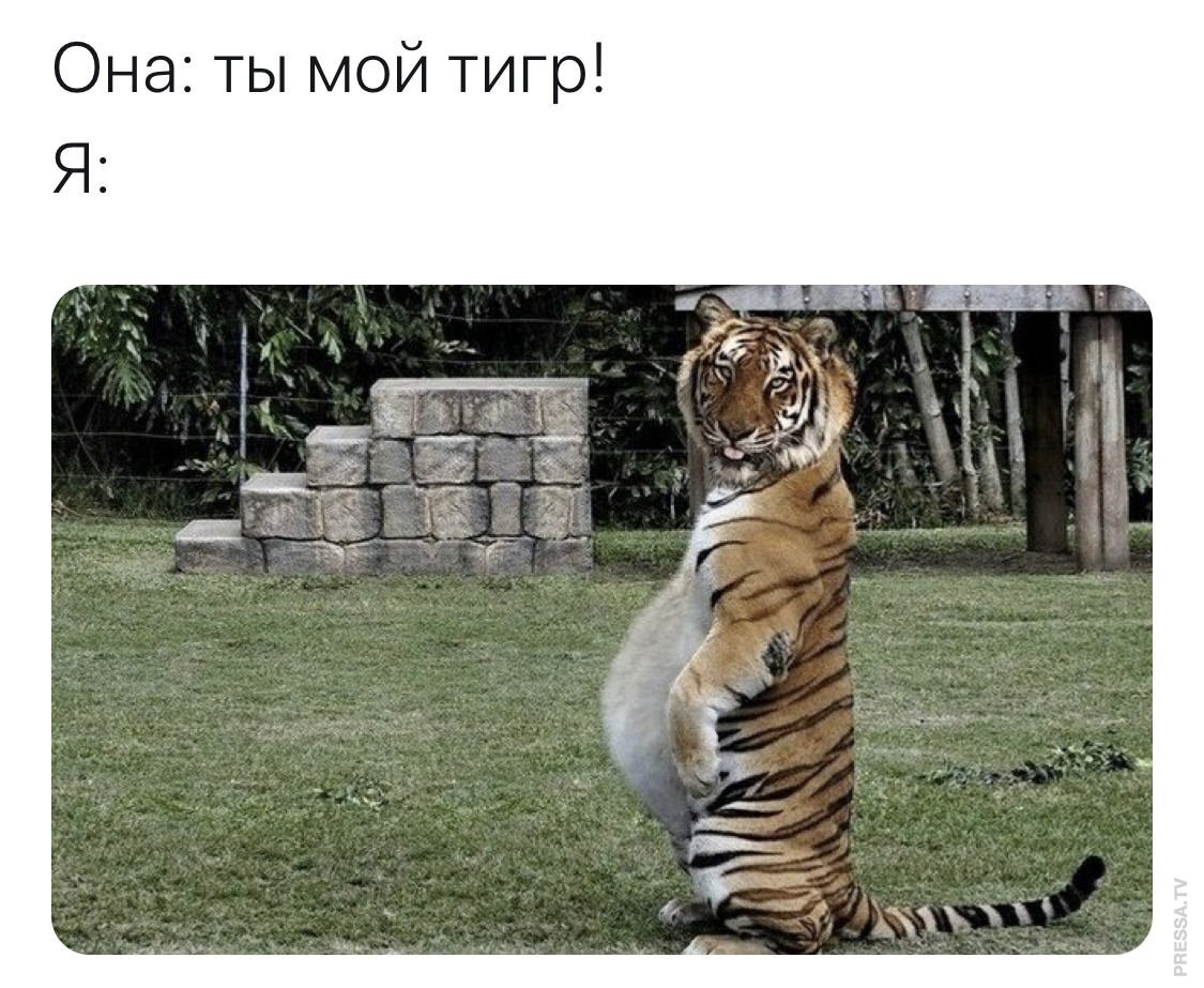 Мем проект тигр