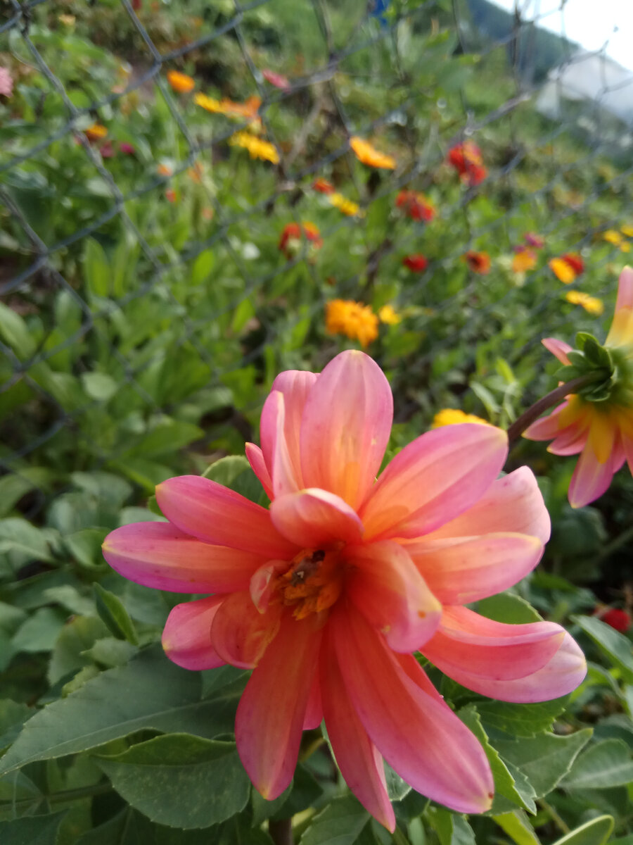 Из однолетки превратился в многолетник