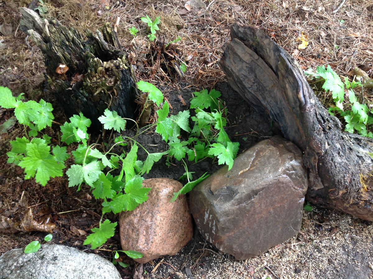 Камни дополняют ограждение