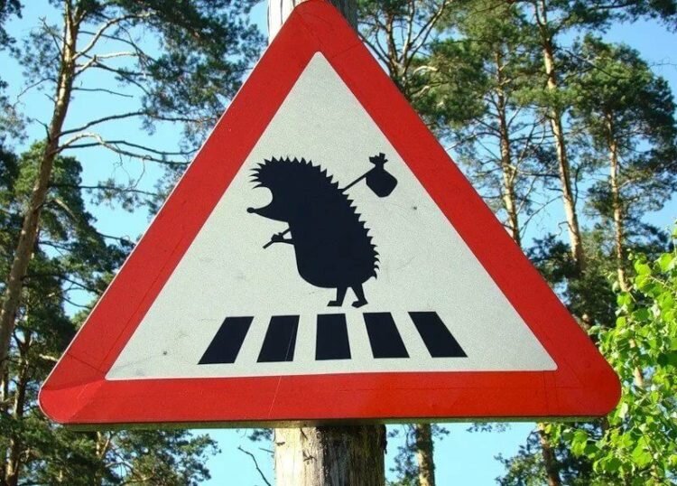 фото  akademiarechi.ru