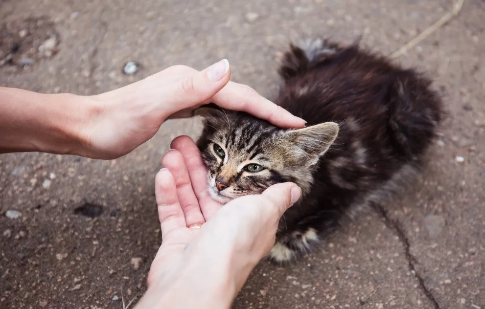 Подобрали кошку. Бездомные котята. Котенок на улице. Бродячий котенок. Бездомный котенок на руках.