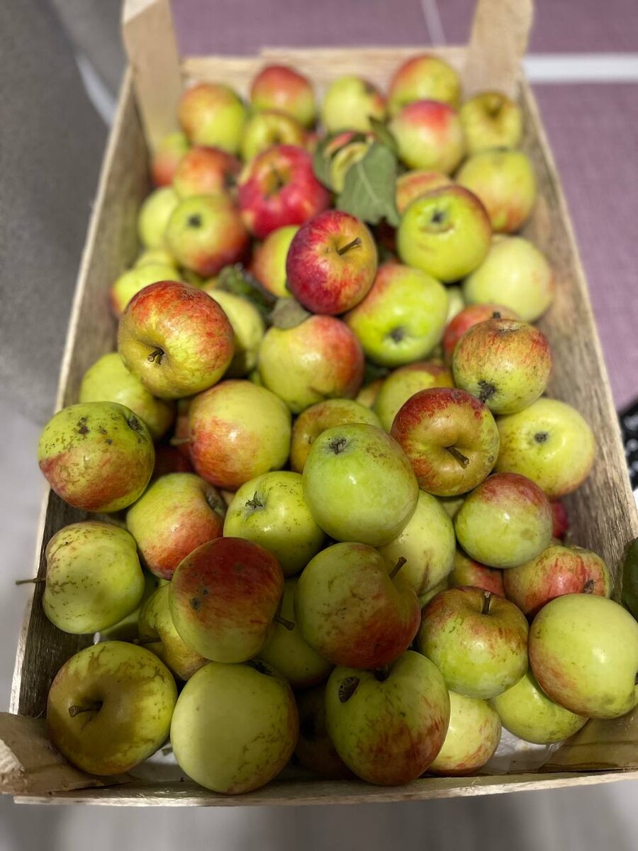 Яблочки домашние