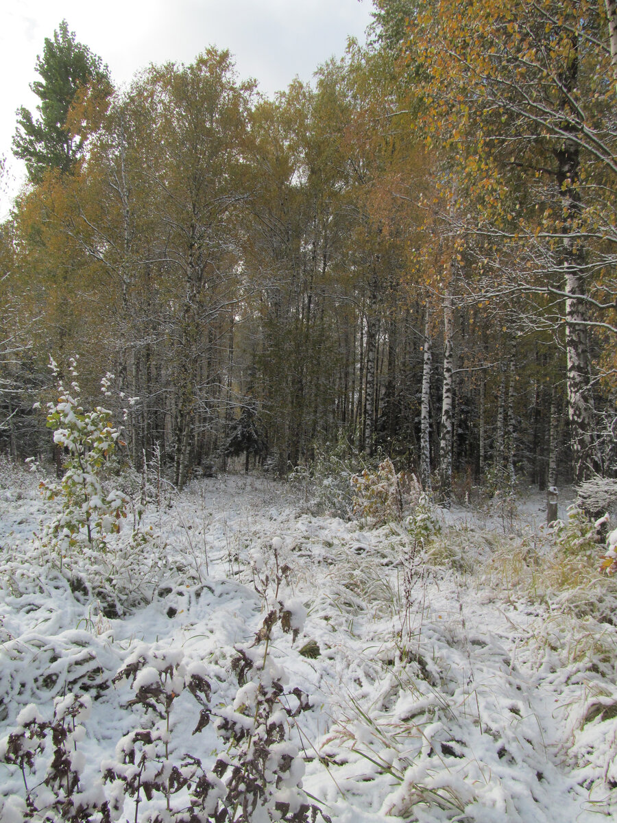Лес осенью - прекрасен. Картинка из личного архива