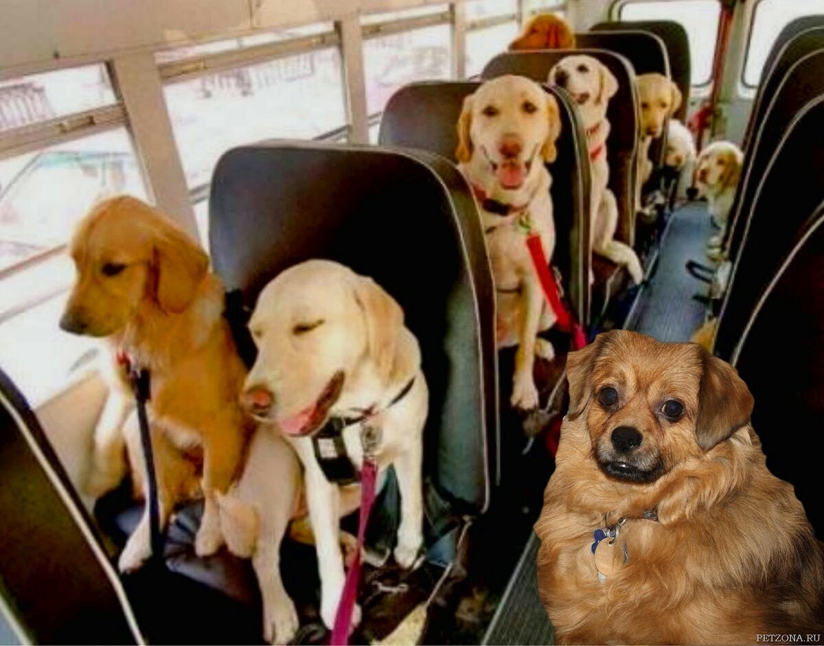 Можно с собакой в автобус