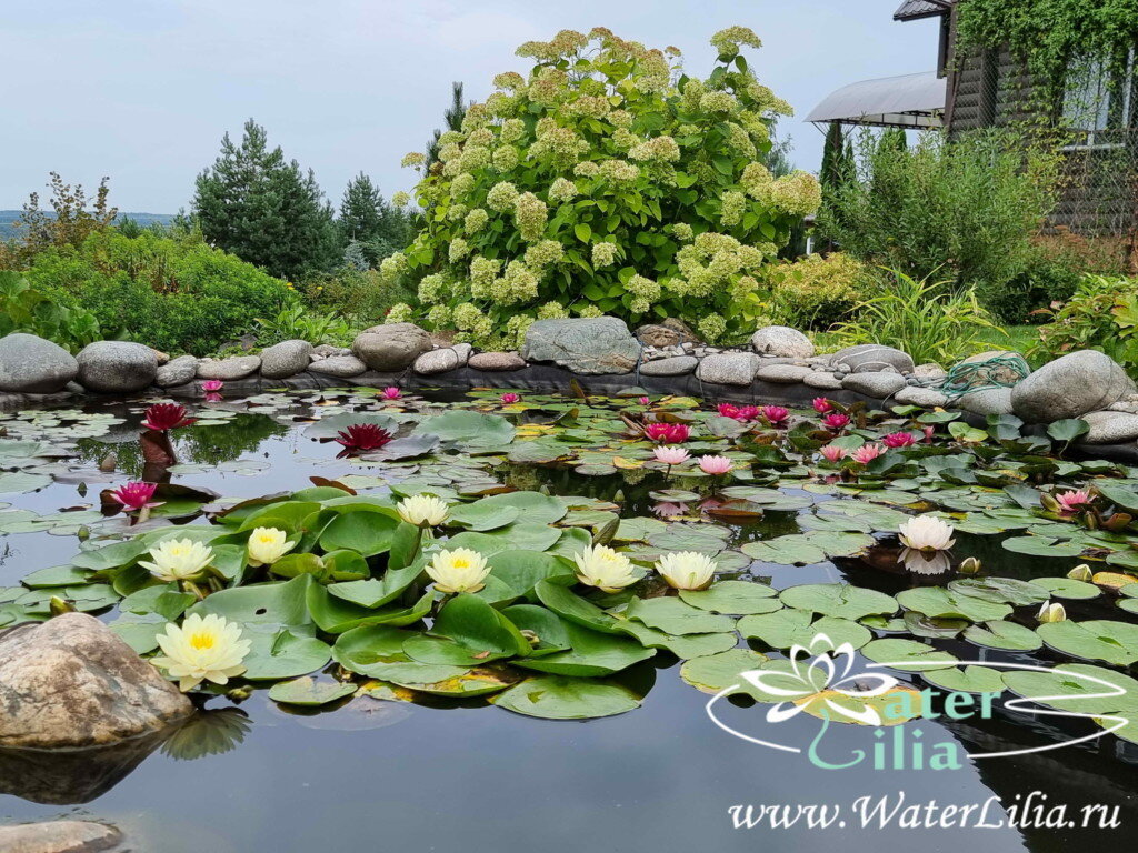 Декоративный пруд для мелких сортов нимфей, глубиной 80 см.