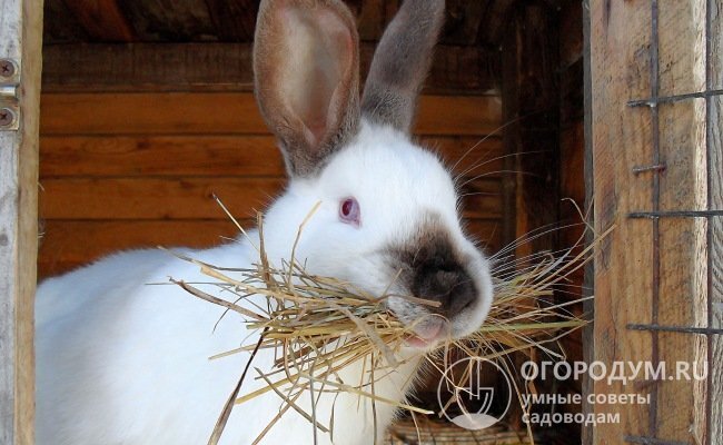 🐇 Клетка для кроликов своими руками: пошаговая инструкция