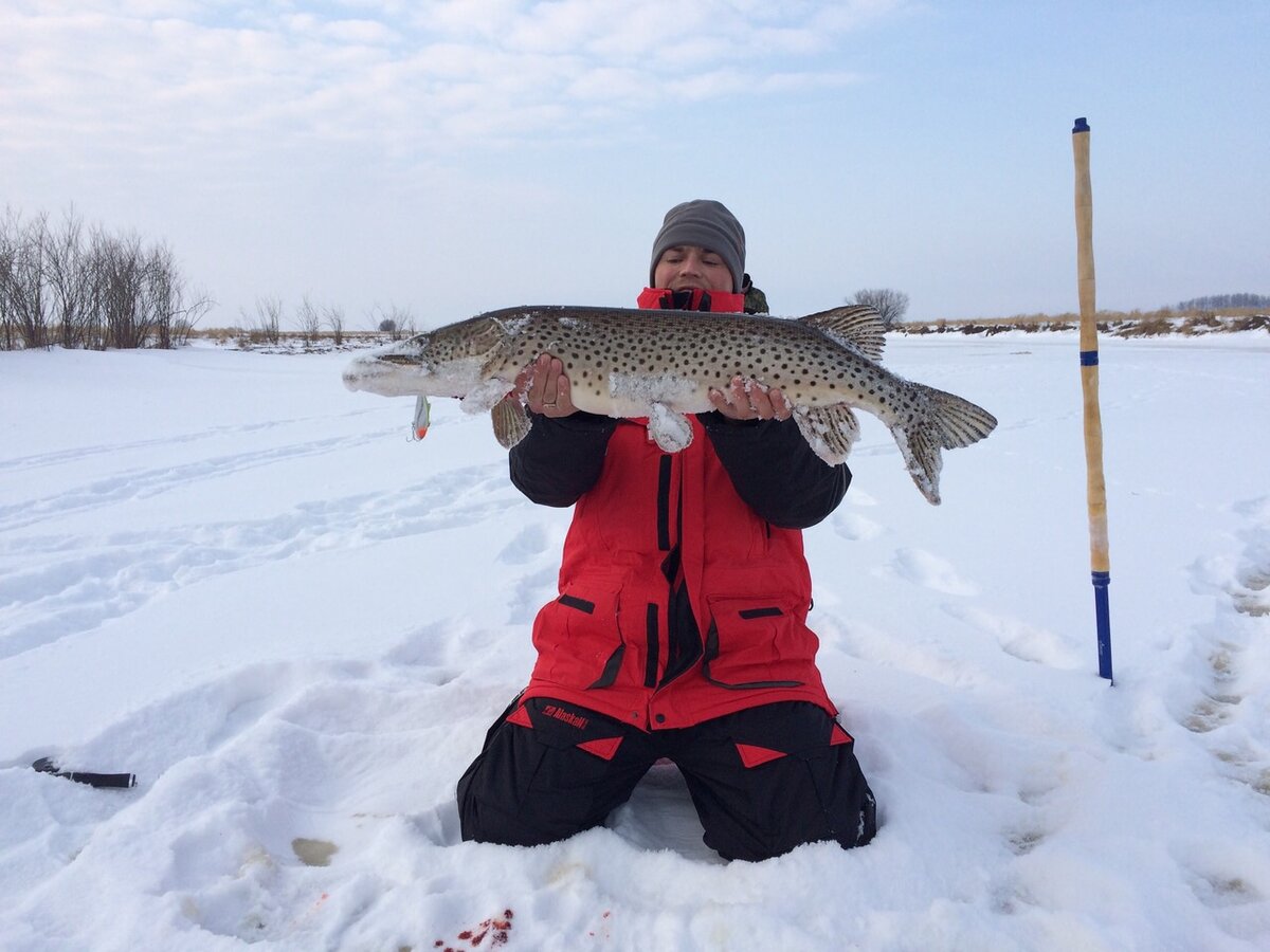 жерлицы высокие для зимней рыбалки. щука на жерлицы зимой 2023 2024. щука на жерлицы зимой. щука на амуре зимой. щука на жерлицы зимой.