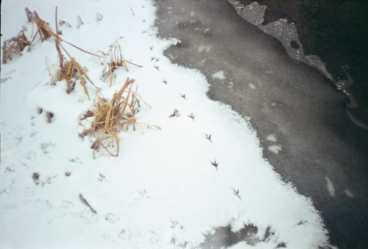 Так интересно было начать фотографировать на пленочный фотоаппарат.. Как оказалось, это совсем не дешевое удовольствие. Обычную пленку в городе О. сложновато купить. Ну ничего, прорвемся, приспособимся;) 