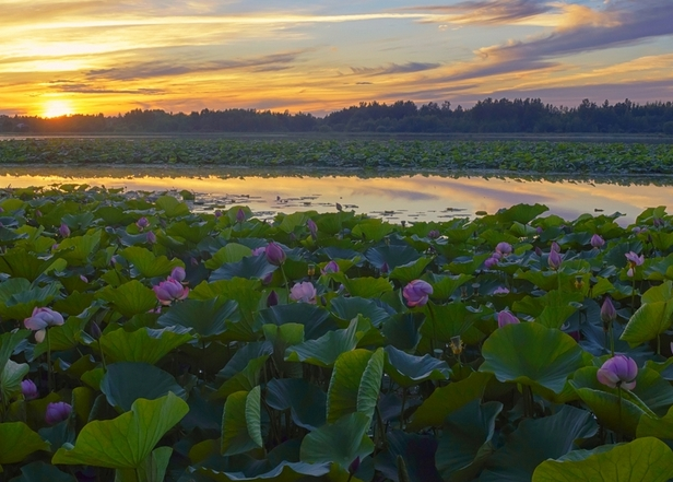 озеро лотосов