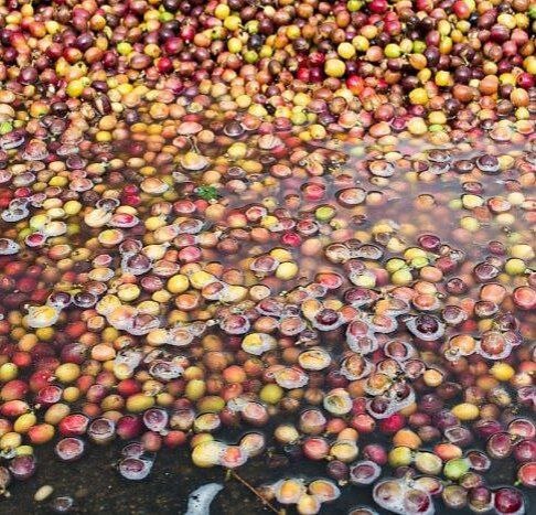 Мытая обработка кофе