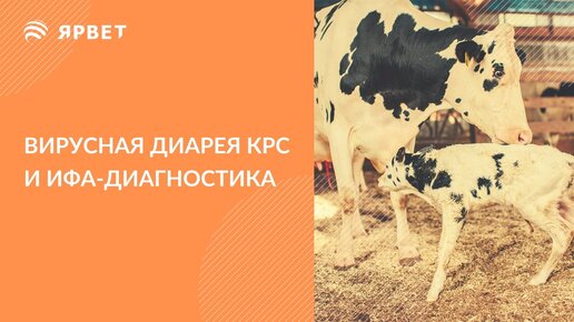 Вирусная диарея КРС (BVD) и ИФА-диагностика