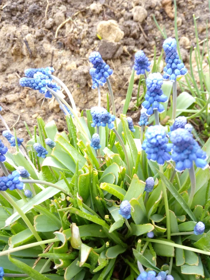 Мускари цветут вовсю