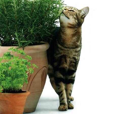 -Ничего ты, хозяйка, не понимаешь! Верхние листочки - самые свежие!